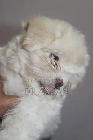 Shih Tzu Puppy