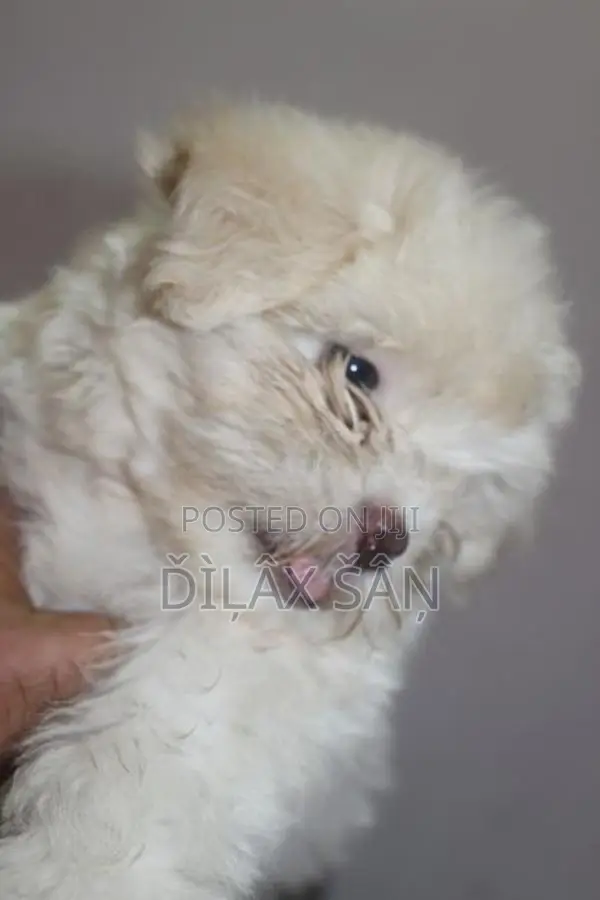Shih Tzu Puppy