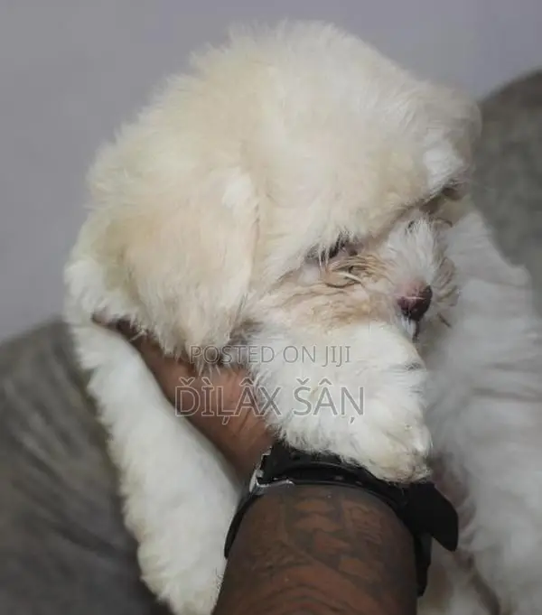 Shih Tzu Puppy