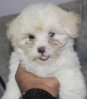 Shih Tzu Puppy