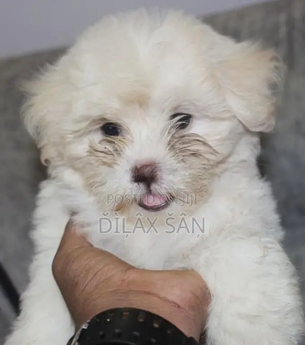 Shih Tzu Puppy