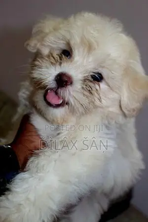 Shih Tzu Puppy