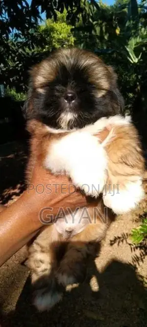 Shih Tzu Puppy