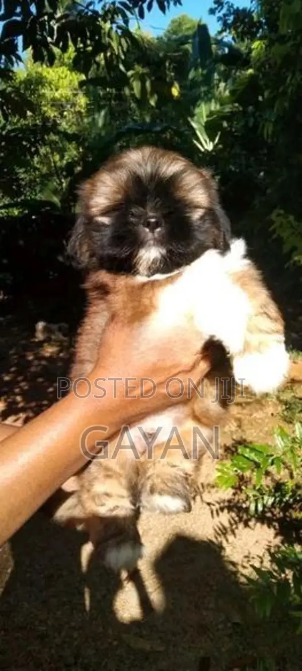 Shih Tzu Puppy