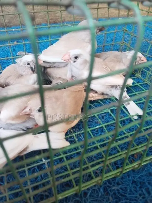 Finch Birds