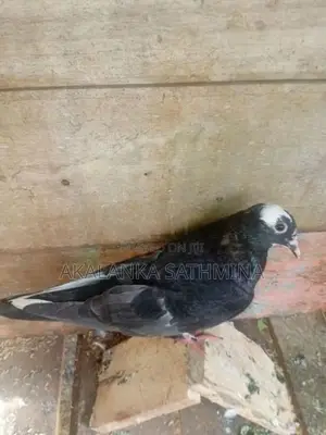 Pigeon