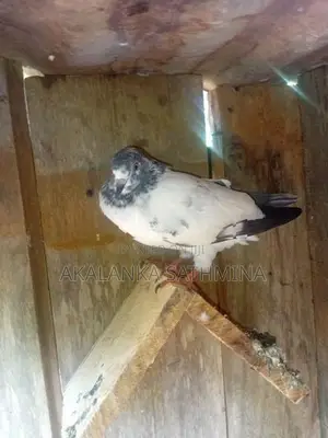 Pigeon