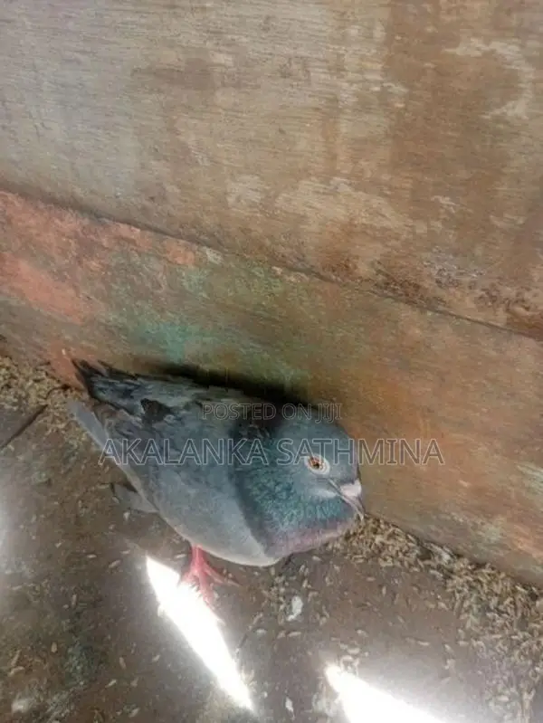 Pigeon