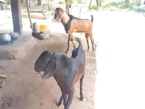 Kidai Goat