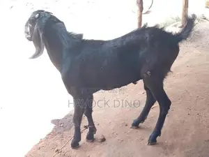 Kidai Goat