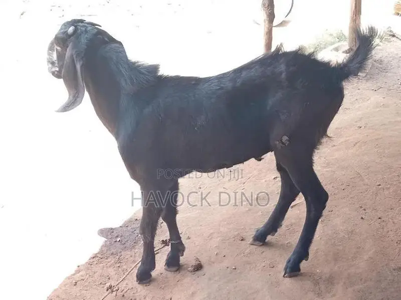 Kidai Goat