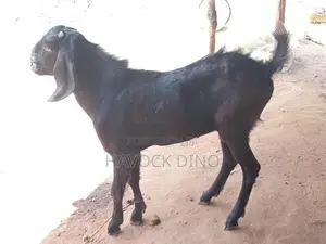 Kidai Goat