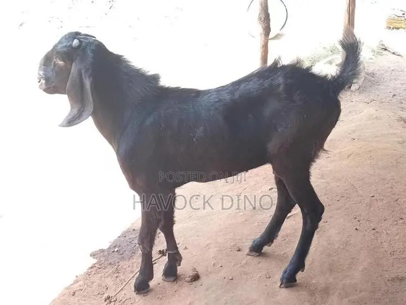 Kidai Goat