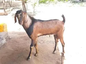 Kidai Goat