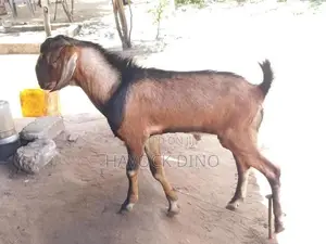 Kidai Goat
