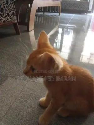 Female Persian Mix