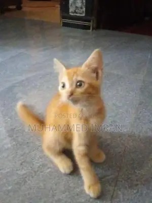 Female Persian Mix