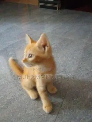 Female Persian Mix