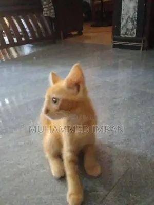 Female Persian Mix