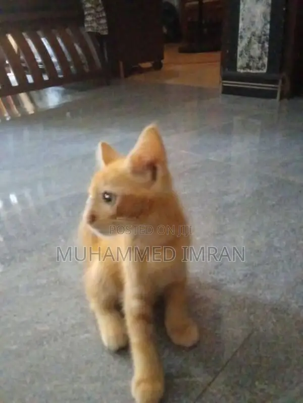 Female Persian Mix