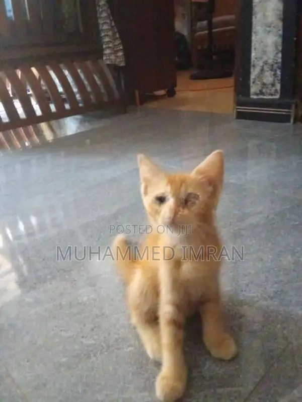 Female Persian Mix