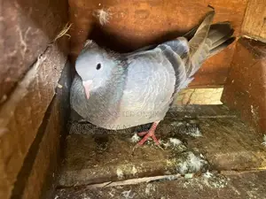 Butter Silver Pigeon