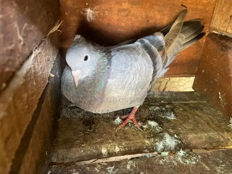 Butter Silver Pigeon