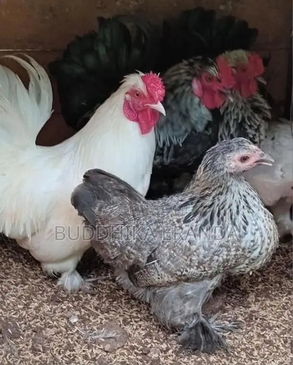 Bantam Chickens