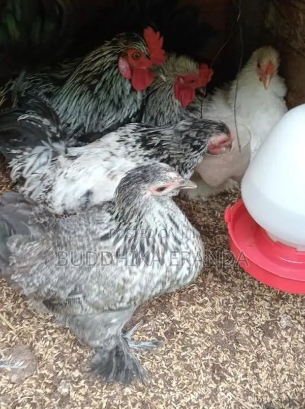 Bantam Chickens