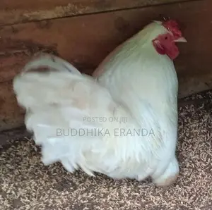 Bantam Chickens