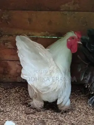 Bantam Chickens