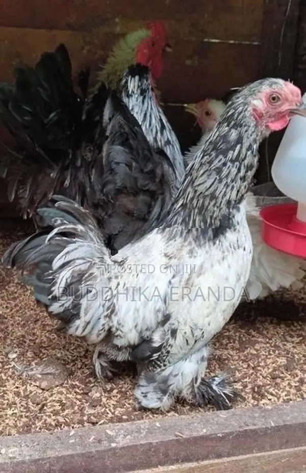 Bantam Chickens