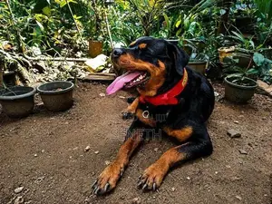 Rottweiler Dog