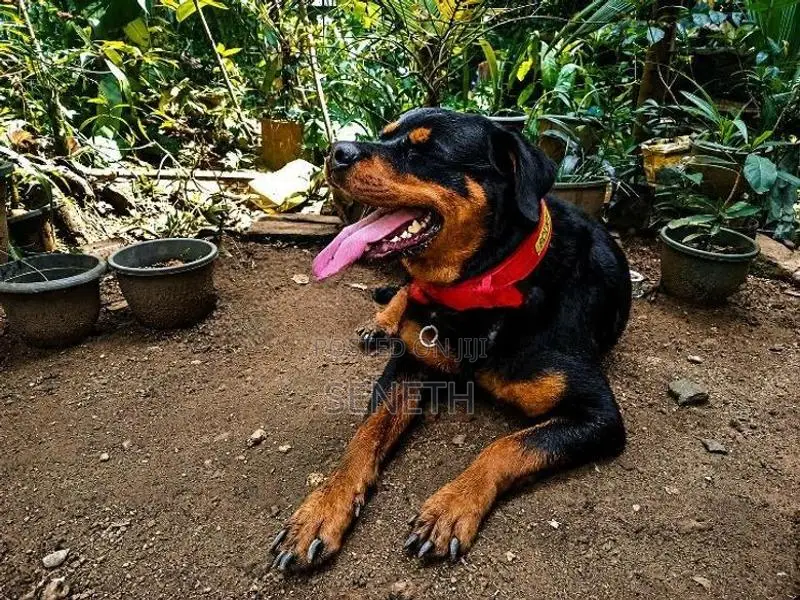 Rottweiler Dog