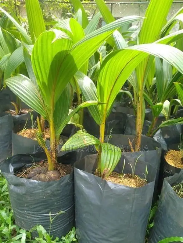 පොල් පැල