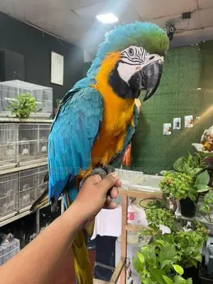 Blue Gold Macaw