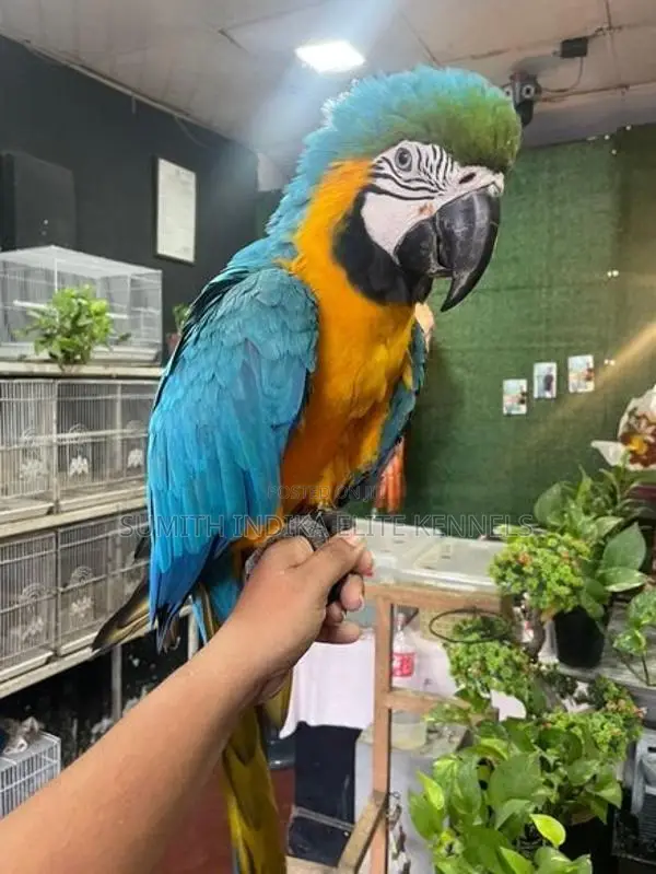 Blue Gold Macaw
