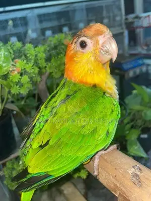 White Bellied Caique