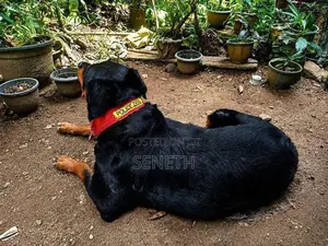 Rottweiler Dog