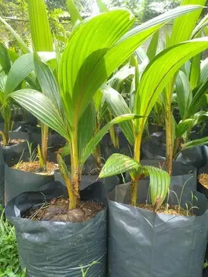 පොල් පැල