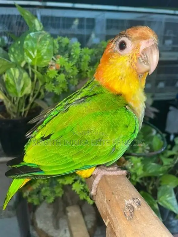 White Bellied Caique