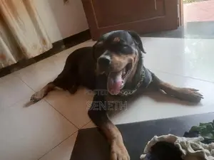 Rottweiler Dog