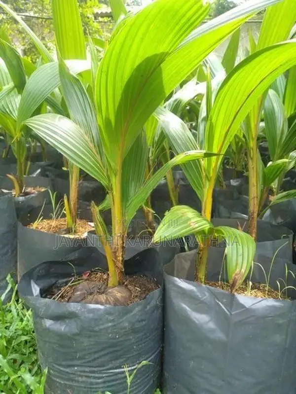 පොල් පැල