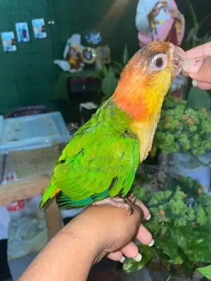 White Bellied Caique