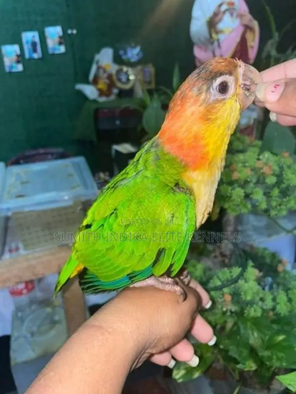 White Bellied Caique