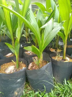 පොල් පැල
