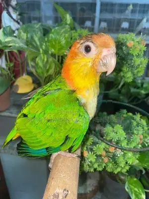 White Bellied Caique