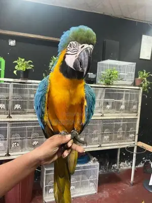 Blue Gold Macaw