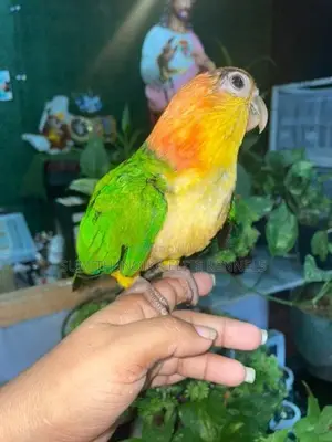 White Bellied Caique