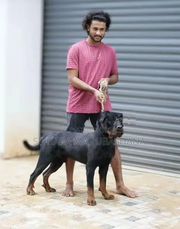 Rottweiler